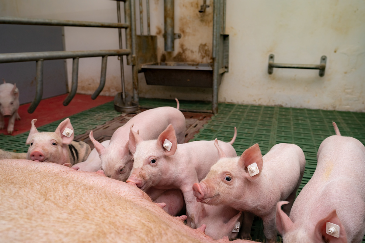 Des porcelets en train de téter leur mère - Illustration Au Danemark, anesthésier obligatoire avant castration
