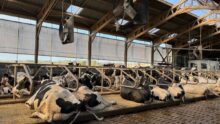 Des vache sen logettes