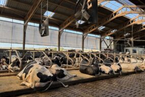 Des vache sen logettes