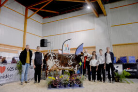 Des personnes devant une vache