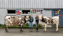 Une jeune femme et un homme présente deux vaches de race Normande