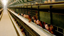 Poules pondeuses en cages