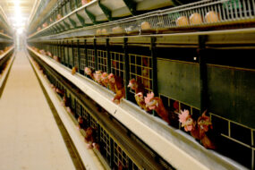 Poules pondeuses en cages