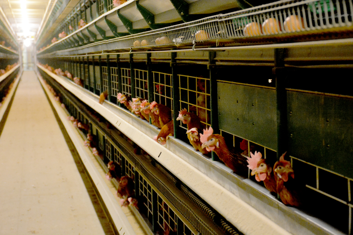 Poules pondeuses en cages - Illustration Coup d’arrêt sur la transition hors cages