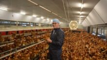 Samuel Tallec dans son poulailler au milieu des poules