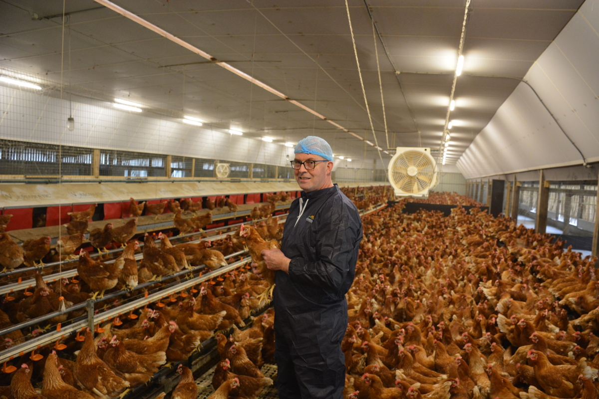 Samuel Tallec dans son poulailler au milieu des poules - Illustration Une stabulation transformée en poulailler