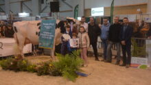 Des personnes avec une vache Prim'Holstein