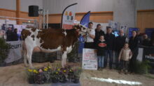 Des personnes avec une vache Pie Rouge