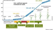 Graphique de l'azote absorbée en fonction des différents stades de développement d'une plante