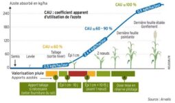 Graphique de l'azote absorbée en fonction des différents stades de développement d'une plante