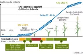 Graphique de l'azote absorbée en fonction des différents stades de développement d'une plante
