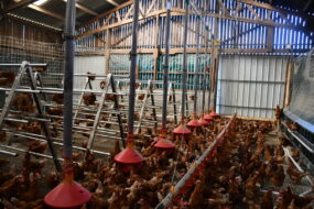 Les poules dans la stabulation réaménagée