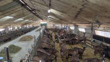 Des chèvres laitières de race Alpine logées dans un ancien poulailler rénové.
