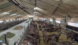 Des chèvres laitières de race Alpine logées dans un ancien poulailler rénové.