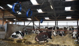 Des vaches se reposent dans les logettes creuses