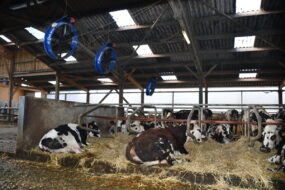 Des vaches se reposent dans les logettes creuses