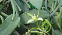 Fleur de vanille