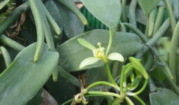 Fleur de vanille