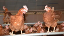 Des poules dans une volière