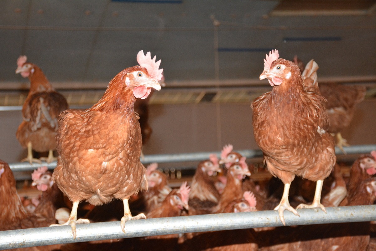 Des poules dans une volière - Illustration Aide aux éleveurs de volailles
