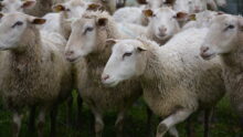 Des brebis dans un champ