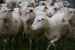 Des brebis dans un champ