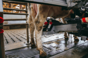 Le pie d'une vache au robot de traite