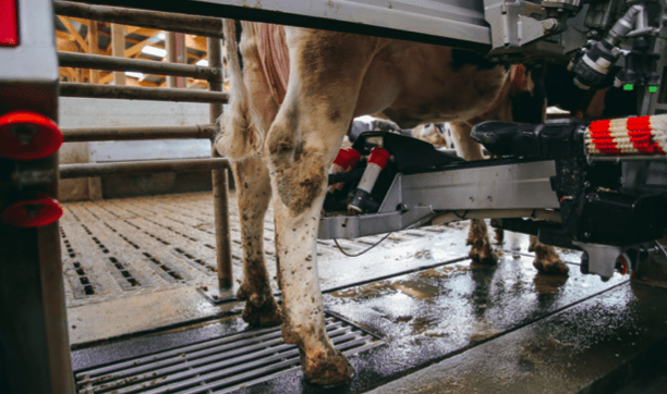 Le pie d'une vache au robot de traite - Illustration Avec ou sans robot, des revenus équivalents