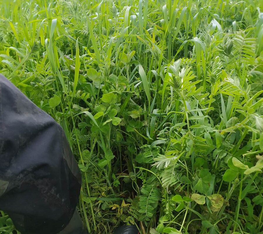 Un champ de méteil - Illustration Découvrir le méteil ensilage en dérobé