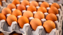 Oeufs dans des alvéoles