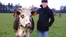 Jonathan Sablé avec Saturne, la vache mascotte de son troupeau