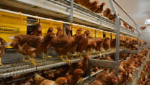 Des poules dans une volière
