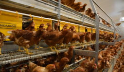 Des poules dans une volière