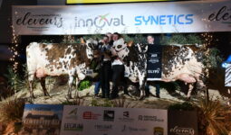 Les deux vaches normandes et les éleveurs sur le podium au concours de Rennes 2025