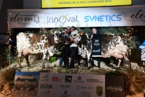 Les deux vaches normandes et les éleveurs sur le podium au concours de Rennes 2025