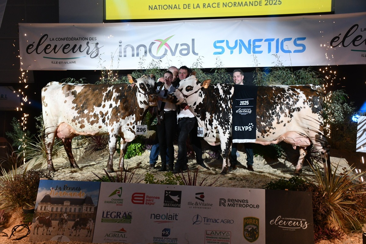 Les deux vaches normandes et les éleveurs sur le podium au concours de Rennes 2025 - Illustration À Rennes, Olande conserve sa couronne