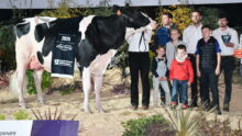 Pastèque, Championne vache Prim'Holstein, sur le podium du concours de Rennes 2025