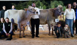 LBB Lalice , Championne vache Brune Ouest et sa réserve Sublime ID, sur le podium du concours de Rennes 2025