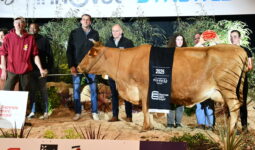 Mandarine, Championne vache Froment du Léon, sur le podium du concours de Rennes 2025