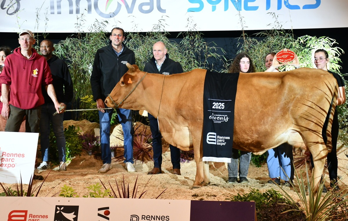 Mandarine, Championne vache Froment du Léon, sur le podium du concours de Rennes 2025 - Illustration Mandarine, n°1 en Froment du Léon