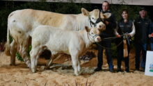 Popie, champion du concours Charolais et les éleveurs sur le podium de Rennes 2025
