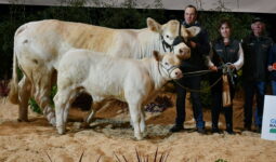 Popie, champion du concours Charolais et les éleveurs sur le podium de Rennes 2025