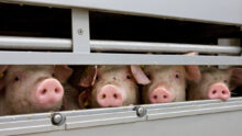 Gros plan sur des porcs dans un camion de transport