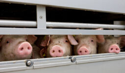Gros plan sur des porcs dans un camion de transport