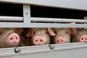 Gros plan sur des porcs dans un camion de transport