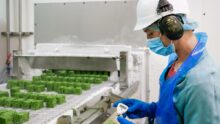 Un ouvrier sur une chaine dans une usine de transformation légumière