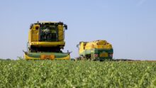 Des machines dans un champ pour la récolte de légume industrie