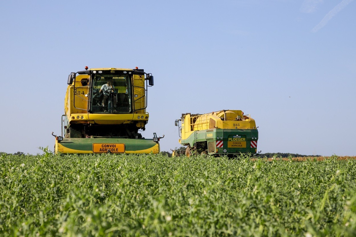 Des machines dans un champ pour la récolte de légume industrie - Illustration Légume surgelé : Un marché  très concentré