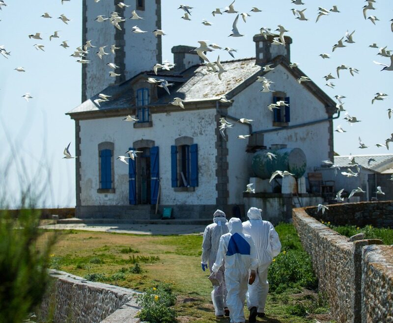 vol d'oiseaux autour d'un phare - Illustration Les oiseaux marins décimés