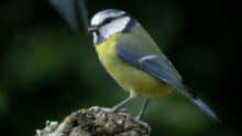 Une mésange bleue